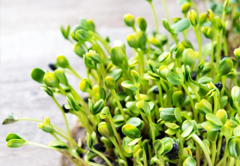 Как замачивать семена перед посадкой: 20 проверенных способов