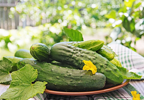 Как вырастить рассаду огурцов, чтобы получить богатый урожай