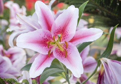 Как красиво посадить лилии на даче: советы по выбору места и уходу