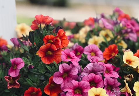 Глаз радуется: 20 вьющихся цветов для украшения заборов, террас и арок